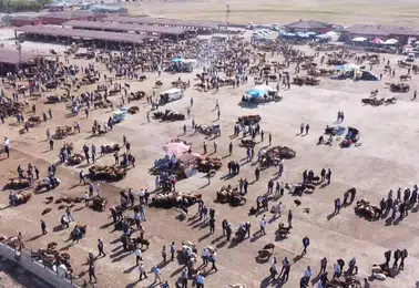 Ağrı'da şap hastalığı alarmı hayvan borsası kapılarını kapattı