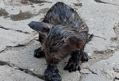 Patnos'ta zifte saplanan yavru kedi itfaiye ekiplerince kurtarıldı
