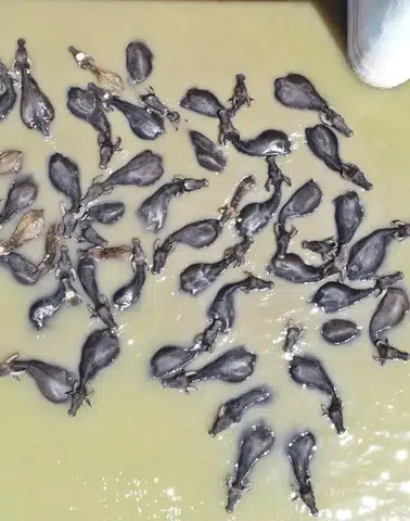 Diyarbakırlı besici kavurucu sıcaklarda mandalarına çayda banyo yaptırıyor