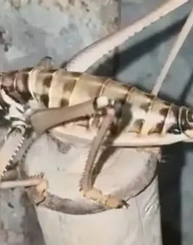 Elazığ kırsalında dev boyutlu etçil çekirgeler ortaya çıktı