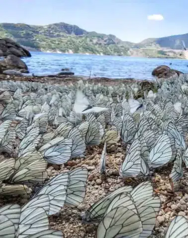 Nemrut Gölü kıyısında binlerce kelebek görsel şölen yaşattı
