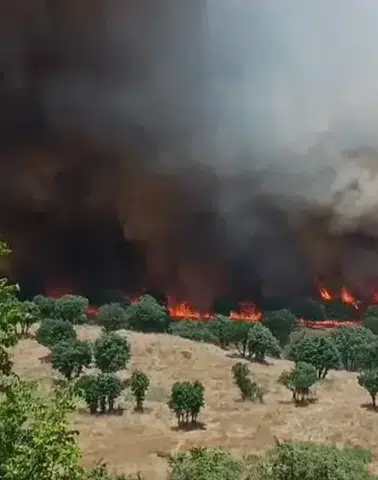 Diyarbakır genelindeki yangın felaketi 100 bin hektarlık alanı küle çevirdi