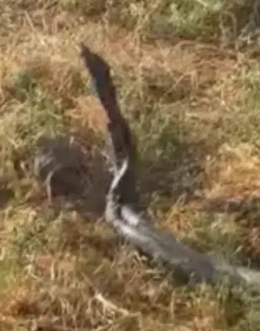 Diyarbakır'da dev yılanlar kamerada: Yaklaşık 3 metrelik iki yılan görüntülendi