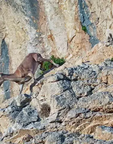 Van dağlarında yaban hayatı doğaseverlerin merceğine takıldı