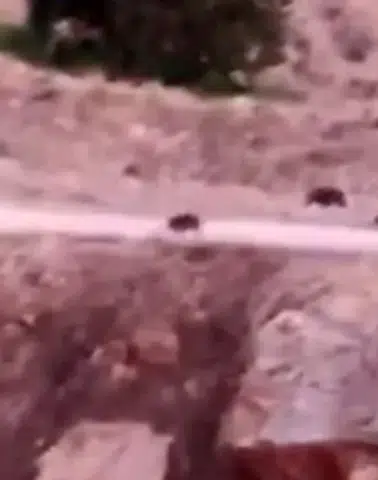 Çermik kırsalında yiyecek arayan domuz sürüsü kameralara yansıdı