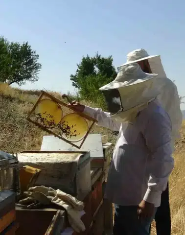Batman'ın dağlarında bal bereketi! Arıcılar hasat için gün sayıyor