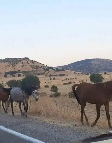 Silvan yolunda aniden beliren at sürüsü trafiği birbirine kattı