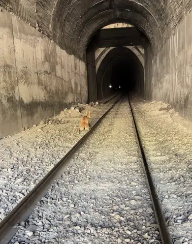 Elazığ'da tren yoluna giren dağ keçileri kaza kurbanı oldu