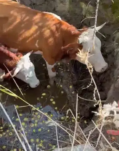 Bingöl Gültepesi köyünde çukura düşen inekler ekiplerin yardımıyla kurtarıldı