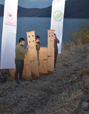 Nemrut Kalderası Milli Parkı’na iki yaban keçisi bırakıldı