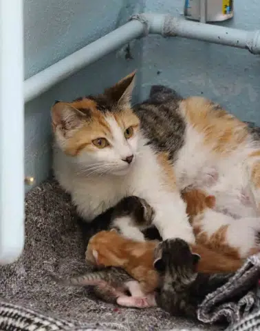Tunceli’de bir ilkokul sınıfının yeni üyeleri beş yavru kedi oldu