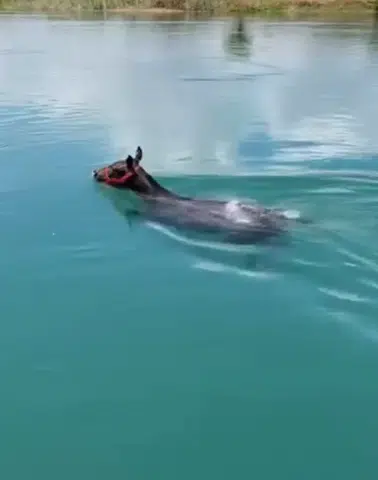 Fırat Nehri'nde şaşkına çeviren manzara