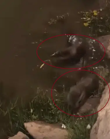 Dicle Nehri kıyısında nadir görülen su samurları objektiflere yansıdı