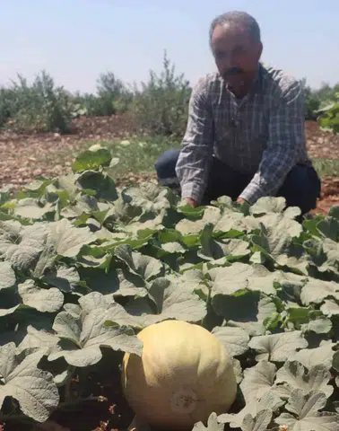Şanlıurfa Karaköprüde yüzyıllık ata tohumu hasadı başladı