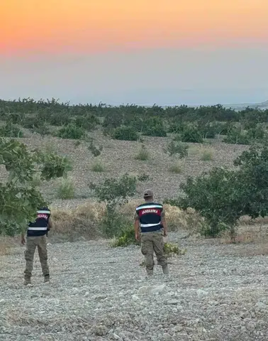 Şanlıurfalı fıstık üreticilerinin hasat mesaisinde jandarma koruması devrede