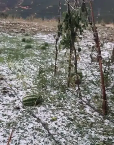 Karakoçan'da fırtına ve dolu, çadırları uçurdu arazileri vurdu
