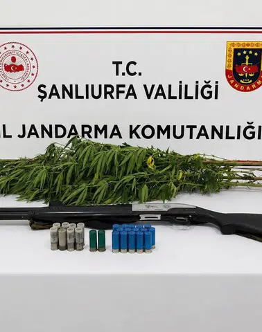 Halfeti'de kenevir operasyonu Jandarmadan 1 gözaltı