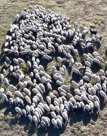 Tunceli'de 150 bin lira maaşa rağmen çoban bulunamıyor