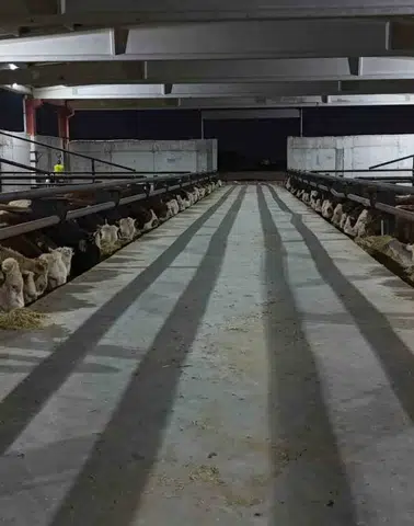 Şanlıurfa kırmızı et üretim merkezi oluyor