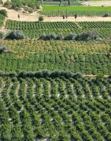 Urartulardan Miras Kalan Erciş Üzümünde Bağ Bozumu Heyecanı Başladı