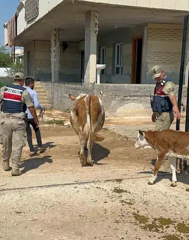 Şanlıurfa'da büyükbaş hayvan satışında dolandırıcılık yapan şüpheli yakalandı
