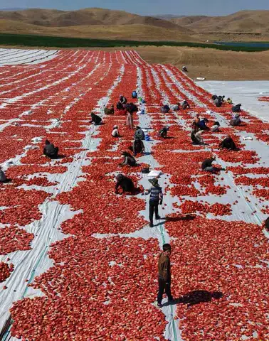 Elazığlı çiftçilerin kuruttuğu domatesler dünya mutfaklarına lezzet katıyor