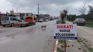 Hatay’da 4 mahalle kuduz nedeniyle karantinaya alındı