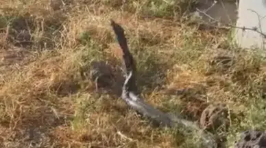 Diyarbakır'da dev yılanlar kamerada: Yaklaşık 3 metrelik iki yılan görüntülendi