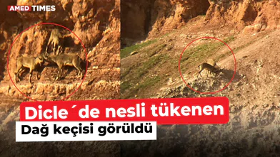 Dicle ilçesinde nesli tükenmekte olan dağ keçisi görüldü