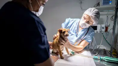 Yapay kafatası ile köpek yaşama döndü