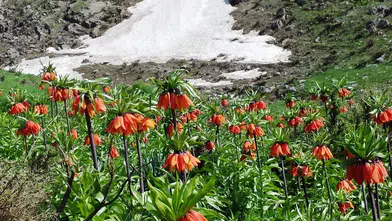 Ergani’de ters laleler açtı: Sakız Dağı’nda görsel şölen