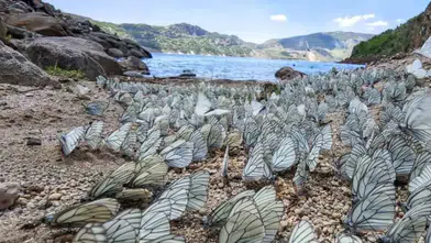 Nemrut Gölü kıyısında binlerce kelebek görsel şölen yaşattı