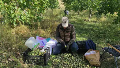 Sason'da ceviz hasadı başladı