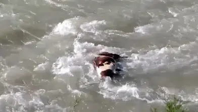 Sason Çayı’nda ölü hayvan tehlikesi korkutuyor