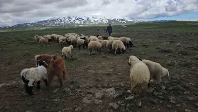 Bitlisli besiciler baharın gelişiyle Sütey Yaylası yoluna düştü