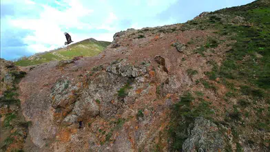 Bingöl dağlarında kartalın ayı yavrularına saldırı anı dronla kaydedildi