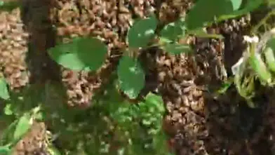 Elazığ’da binlerce arı gökyüzünü siyah bir buluta çevirdi