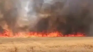 Harran’da yüzlerce dönüm buğday kül oldu