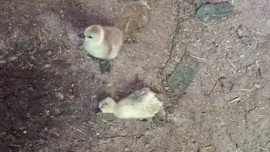 Elazığ’da kümese giren yılan beş kaz yavrusunu yedi