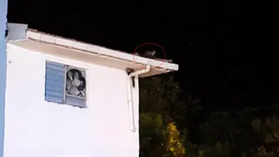 Batman Gercüş'te sansarların trafo üzerindeki neşeli anları kameraya yansıdı
