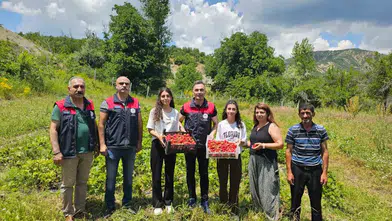 Tunceli'de kadın çiftçiler çilek tarlalarında hasada başladı
