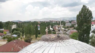 Patnos sakinlerini sevindiren leylekler yuvalarına geç ulaştı