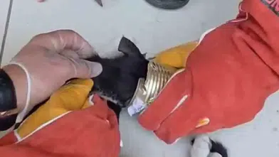 Batman'da tenekeye sıkışan kedinin yardımına itfaiye ekipleri yetişti
