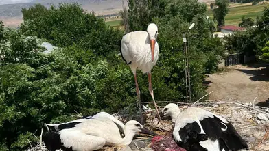 Bitlis'te mahsur kalan leylek ailesini itfaiye ekipleri kurtardı