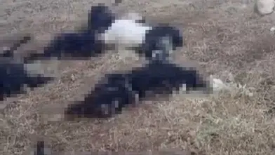 Bitlis Mutki yaylasında yıldırım düşmesi sonucu çok sayıda hayvan öldü