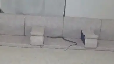 Hakkari Derecik’te misafir hazırlığı yapan ailenin evinde yılan paniği yaşandı
