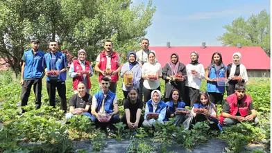 Ağrılı gençler İsaabat köyünde çilek toplamak için tarlaya indi