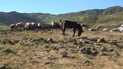 Tunceli Hel Dağı yaylacılık ücretlerini hayvan başına 30 liraya sabitledi