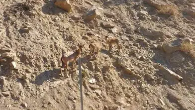 Tunceli Ovacık yolunda nadir görülen dağ keçileri objektiflere yansıdı