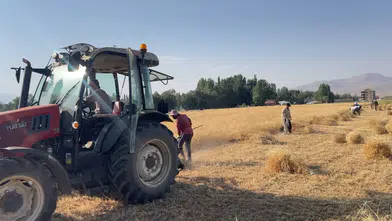 Bataklı köyünde imece geleneğiyle buğday hasadı sürüyor